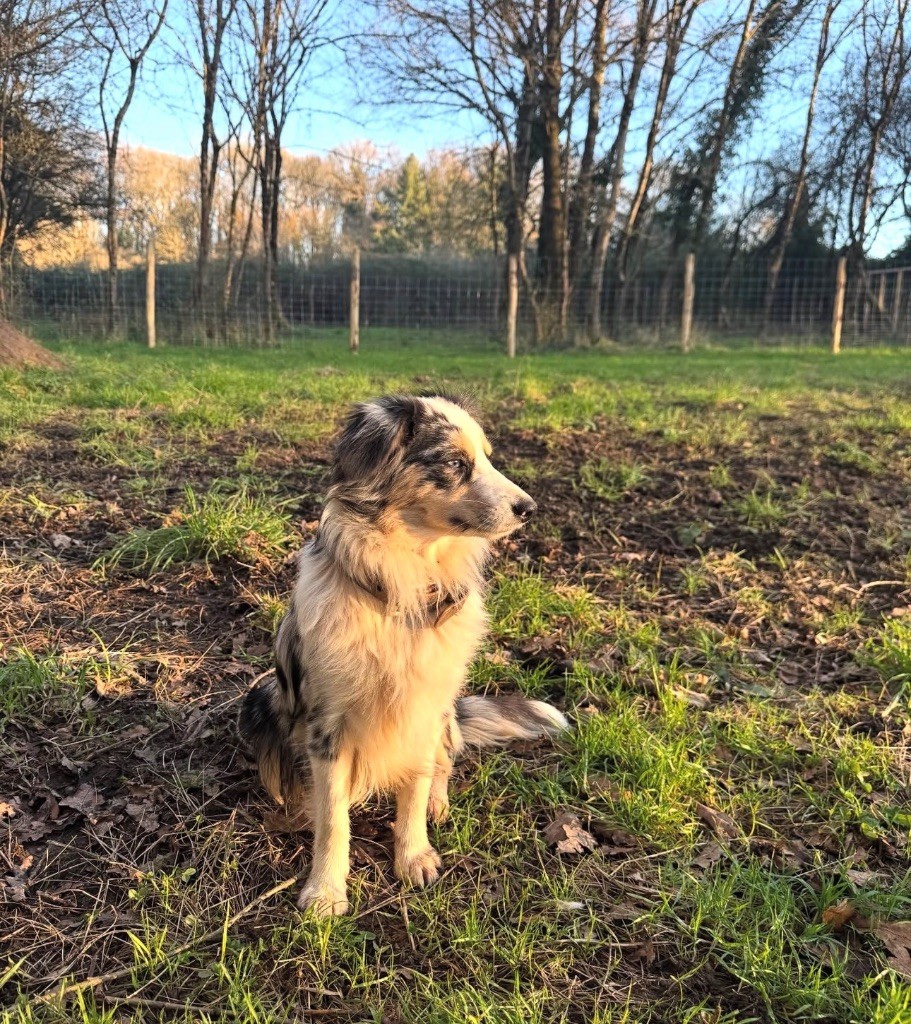Verveine citron de l'Angelarde