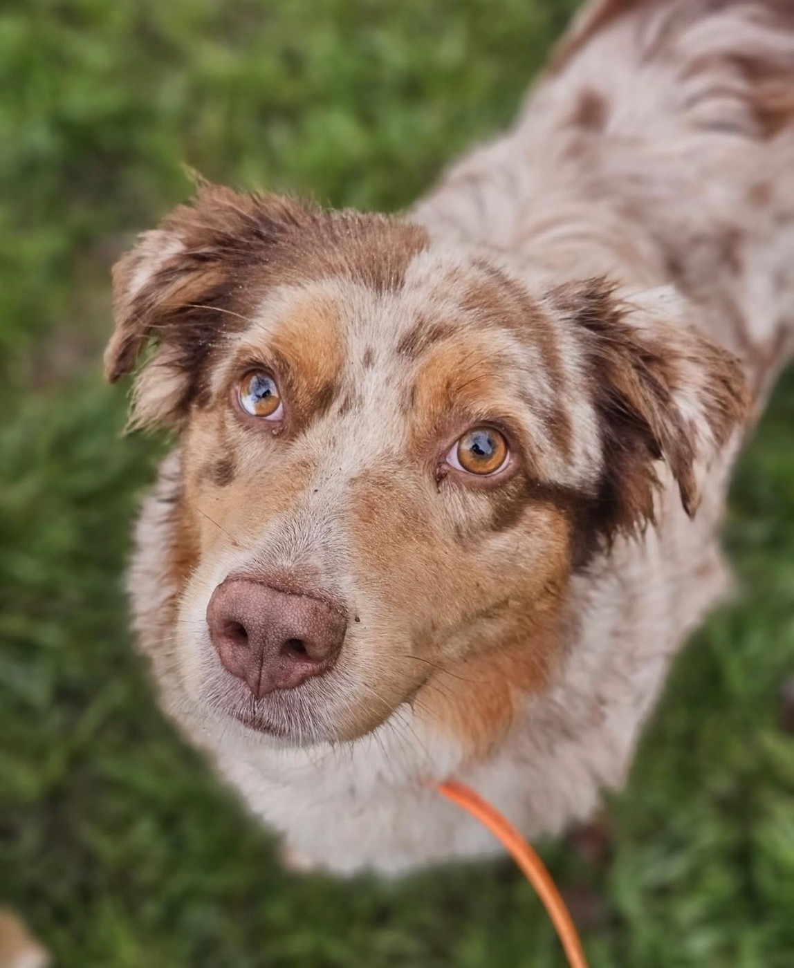 Un Trésor du sapin epineux