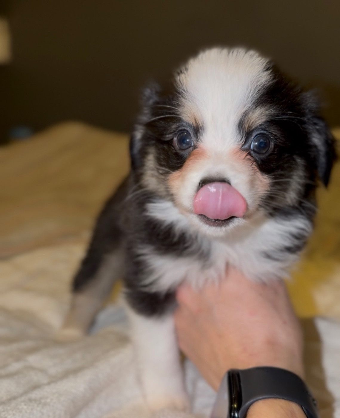 Caroline Michel - Chiots disponibles - Berger Américain Miniature 