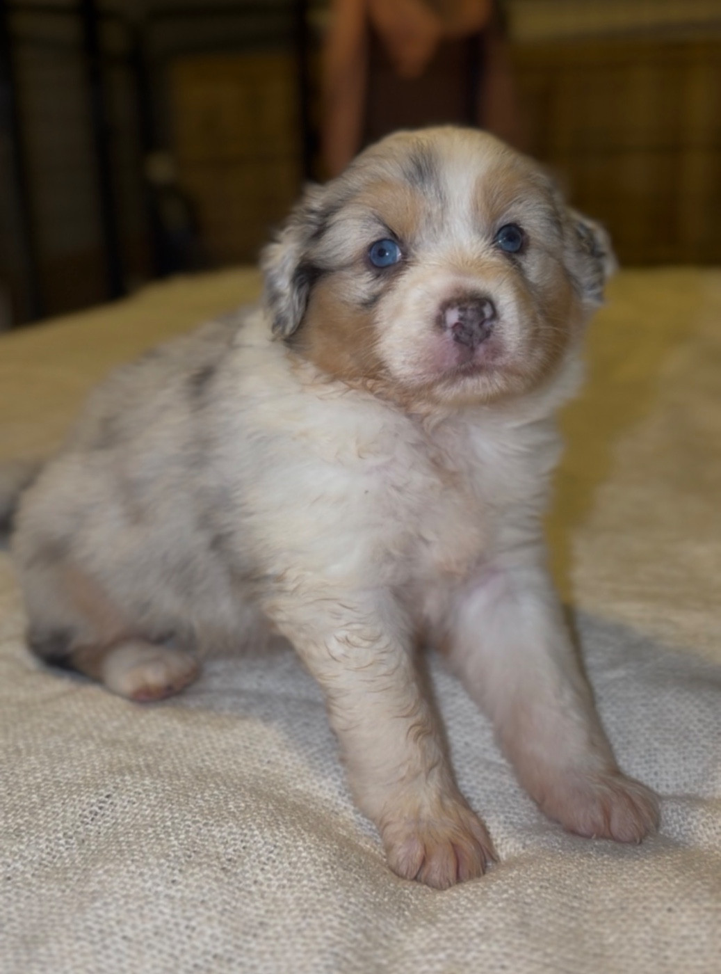 Caroline Michel - Chiots disponibles - Berger Australien